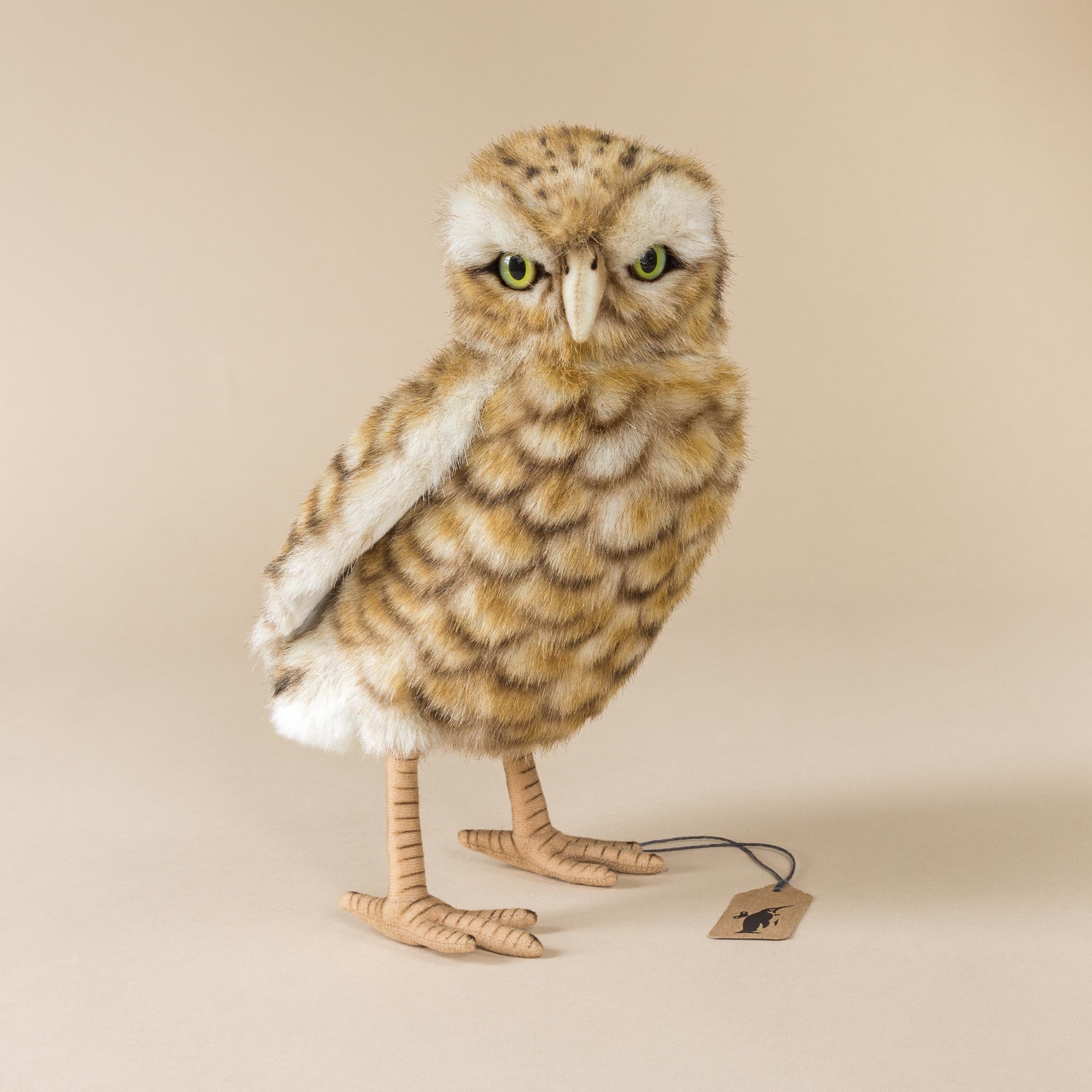 Burrowing Owl