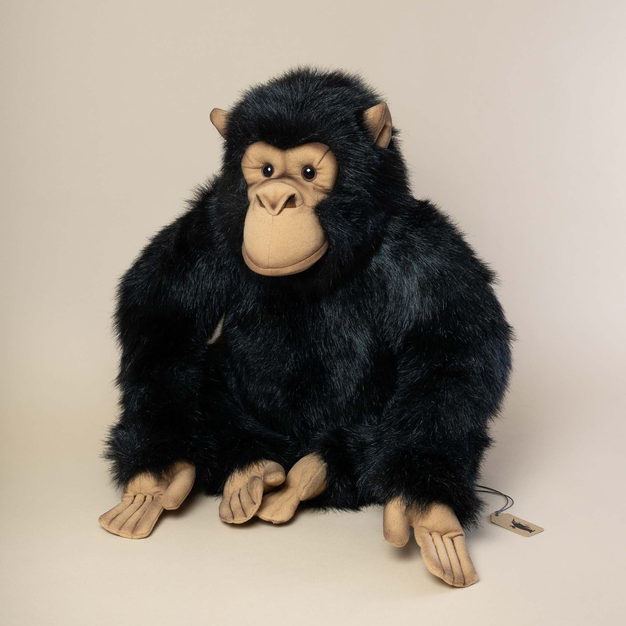 Chimpanzee | Sitting