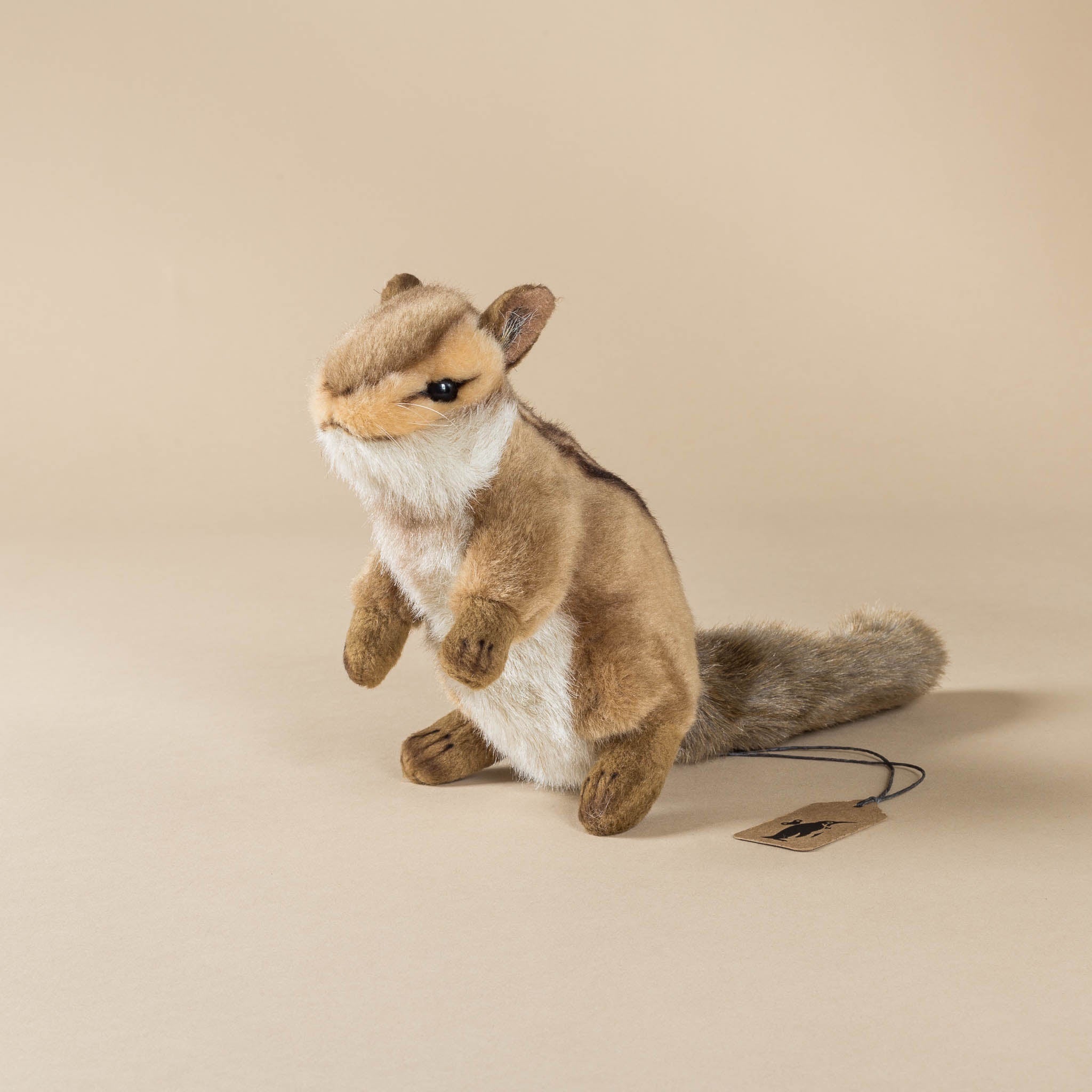 Chipmunk | Sitting