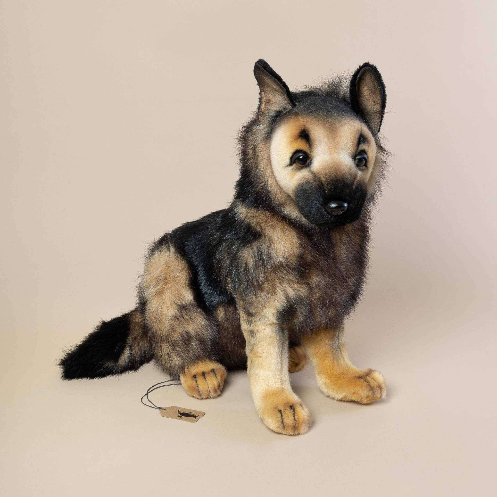 German Shepherd Puppy | Sitting