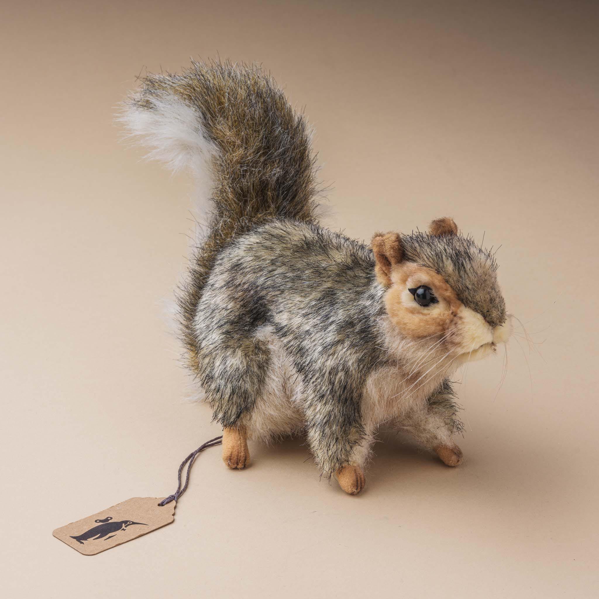 Grey Squirrel | Standing