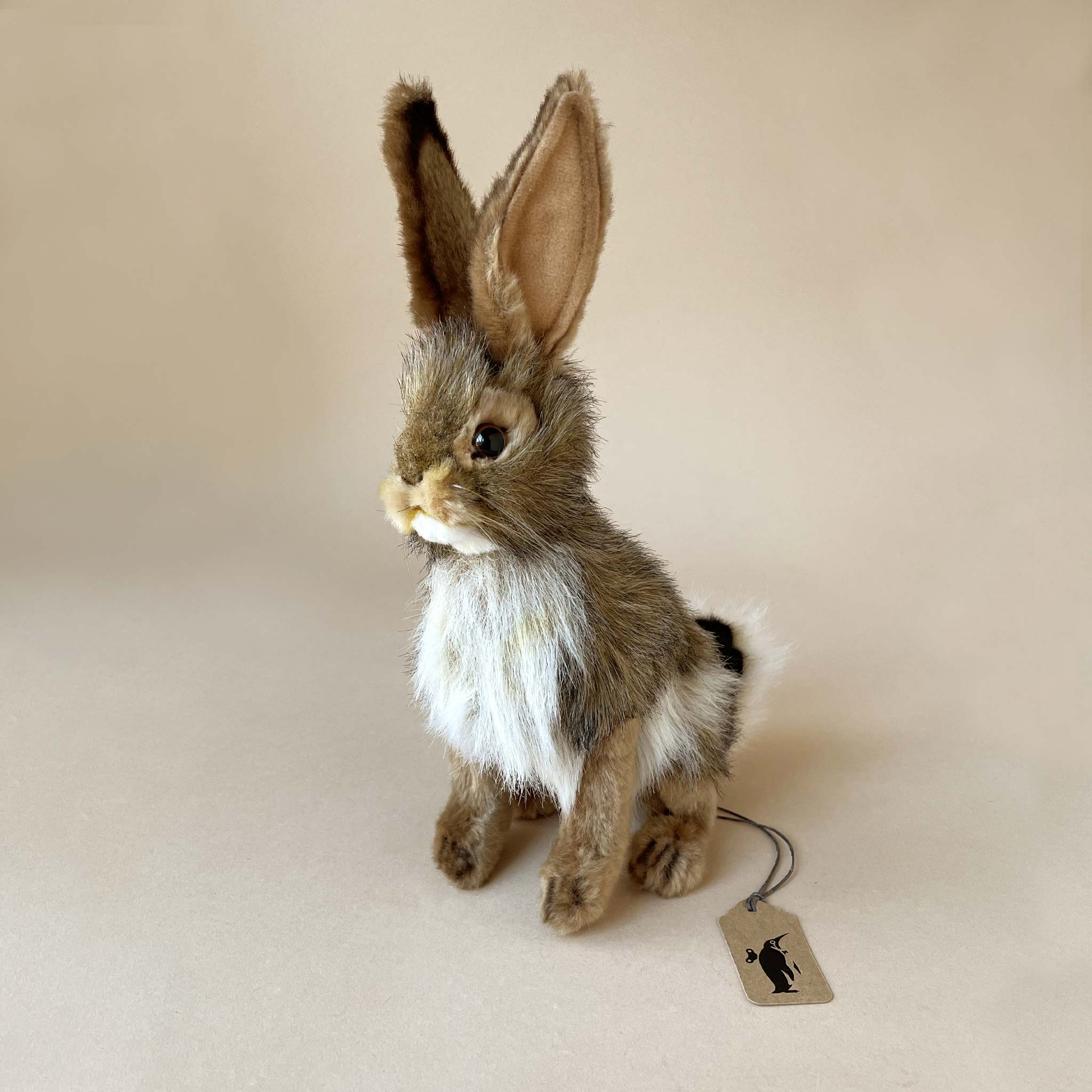 Black-Tail Jack Rabbit | Small