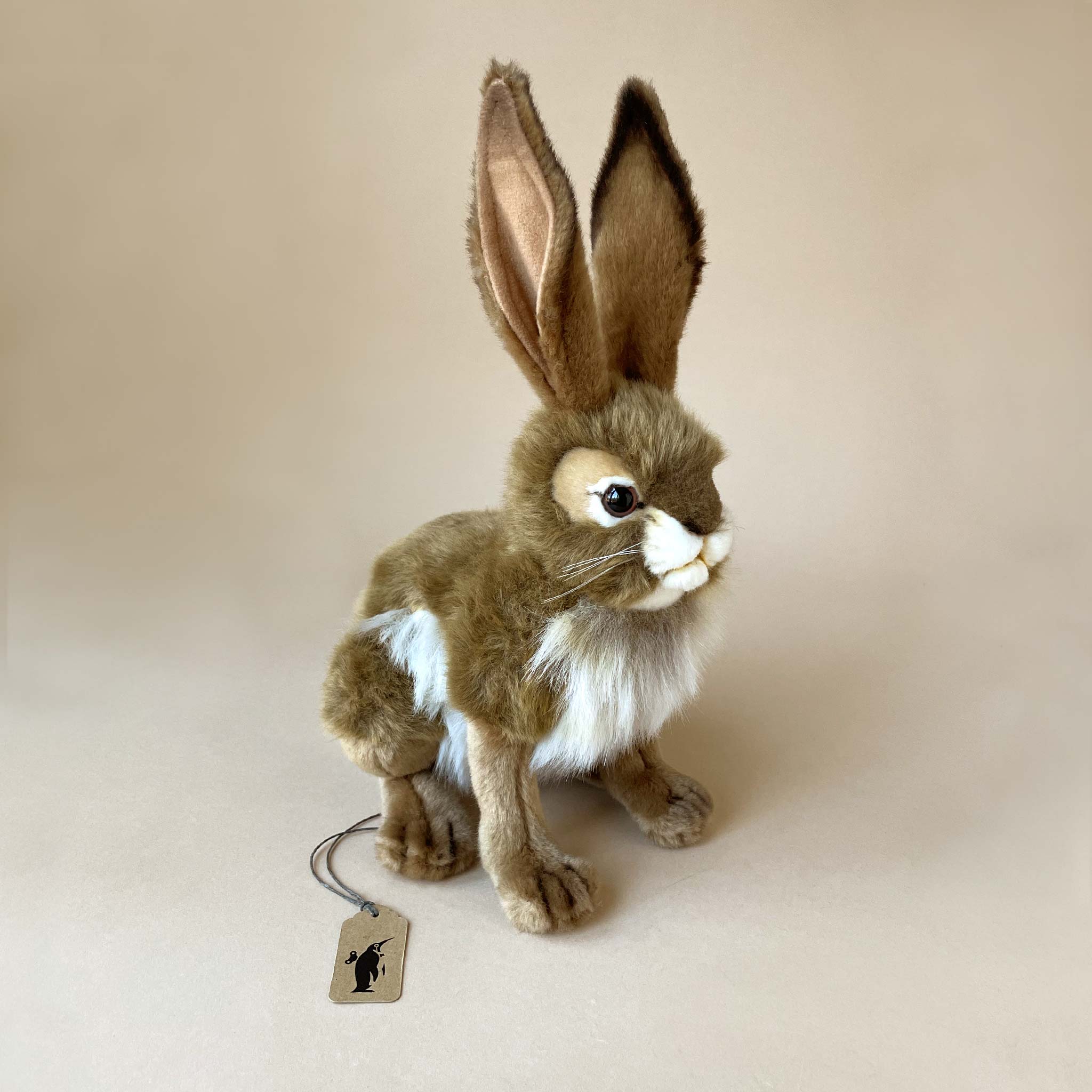Black-Tail Jack Rabbit | Medium