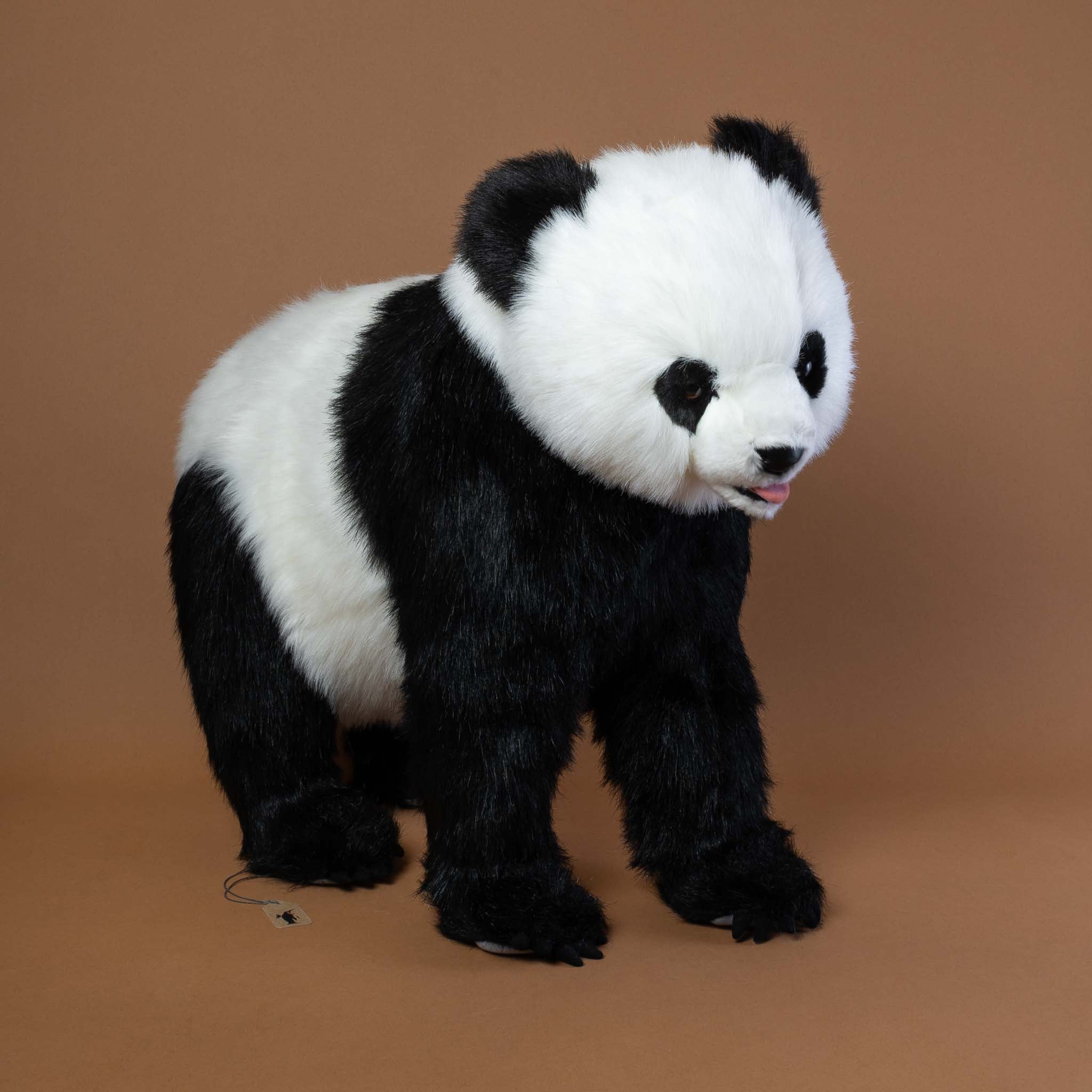 Panda Bear | Standing