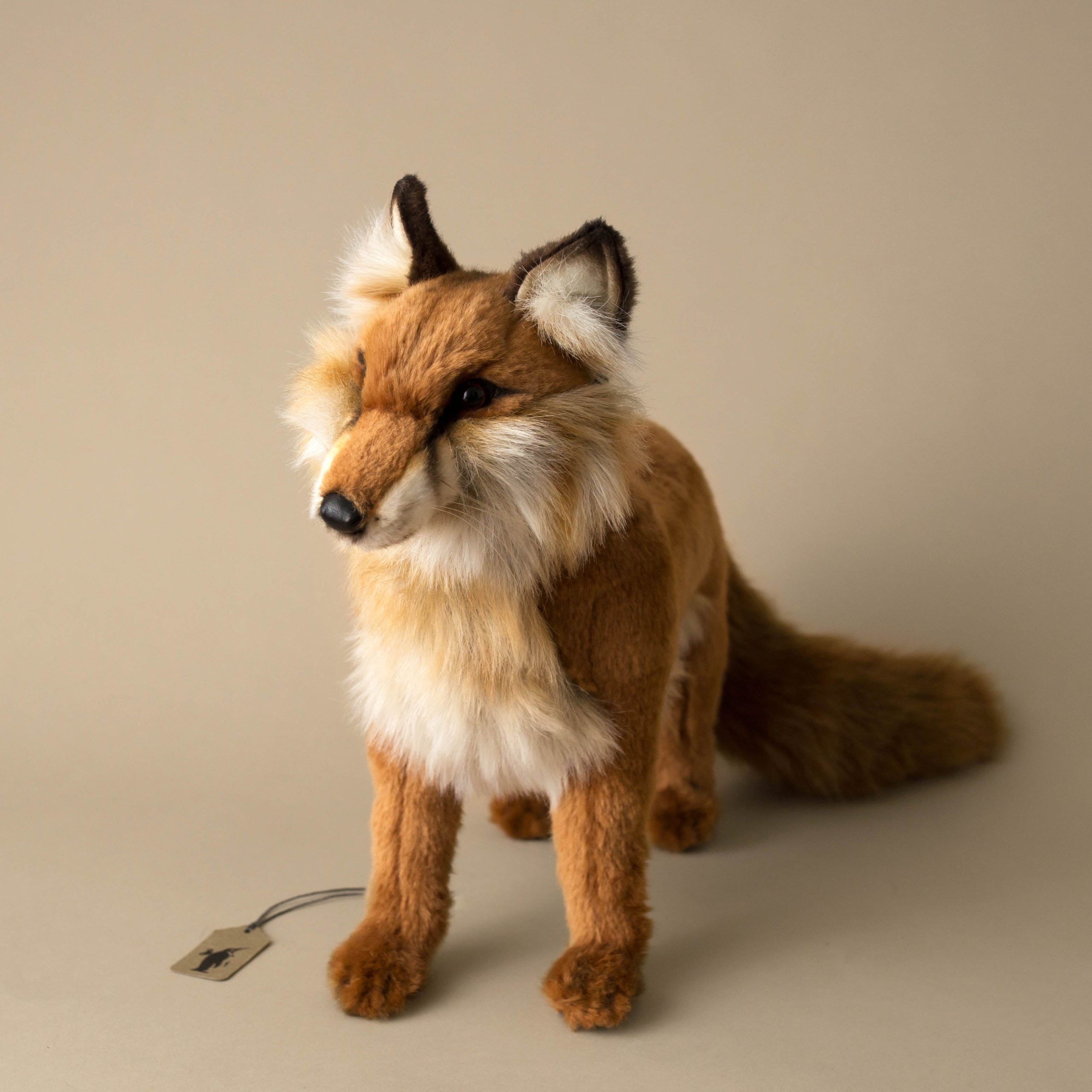 Red Fox | Standing