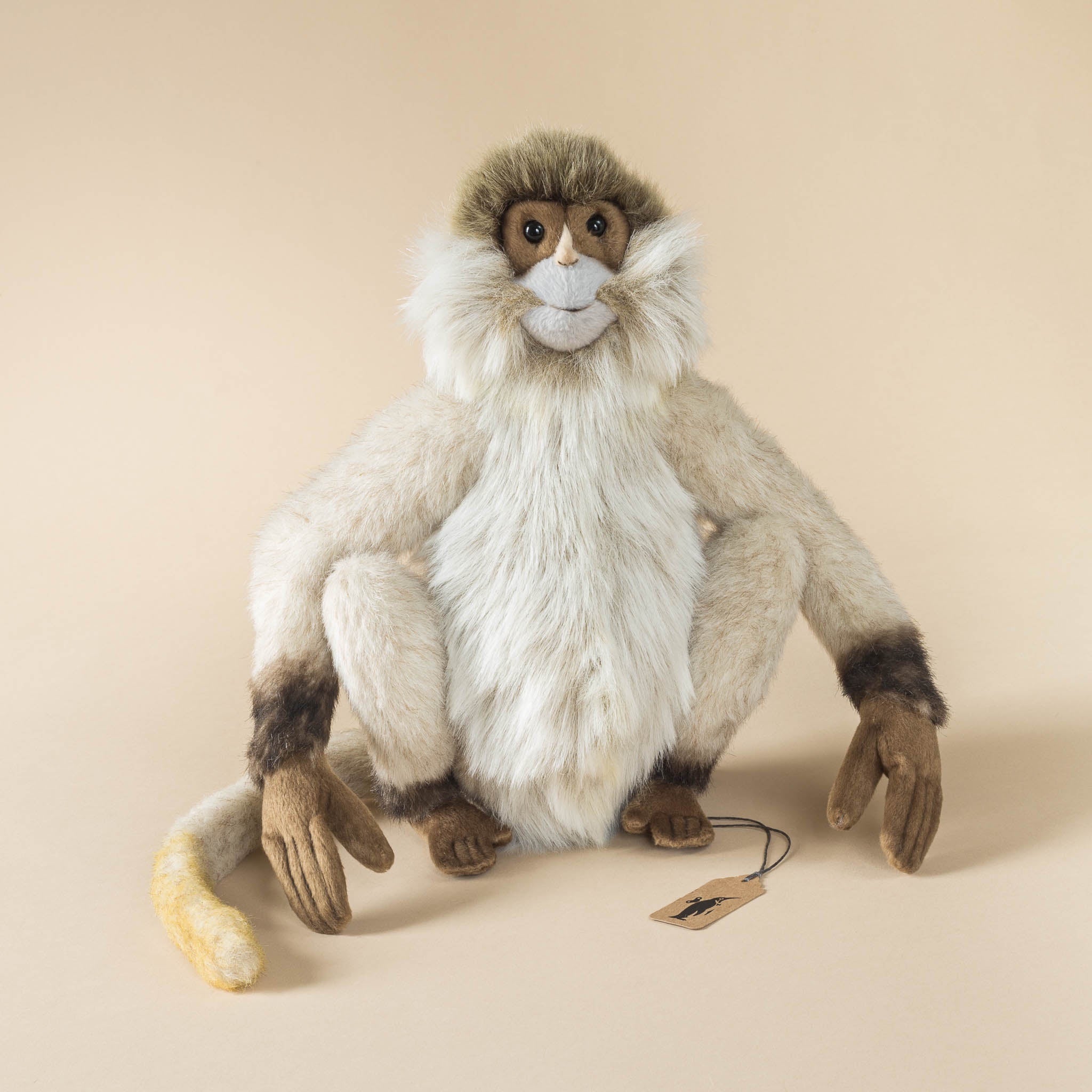 Spider Monkey | Sitting