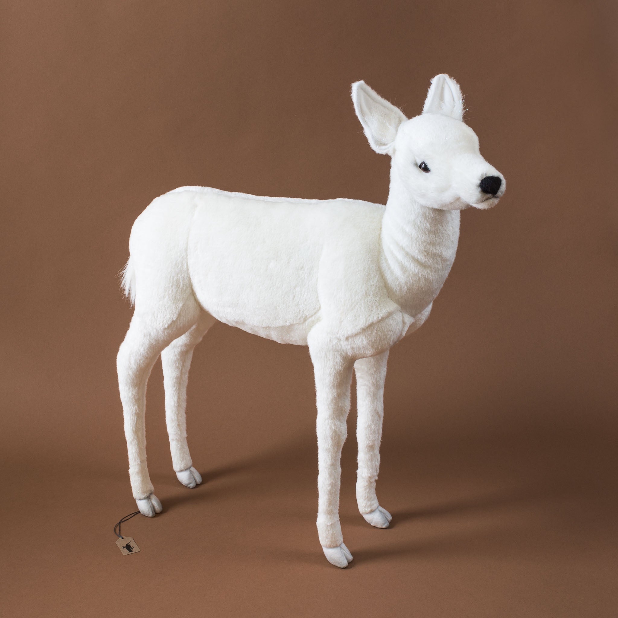 White Reindeer Calf Standing